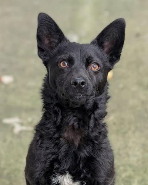 NABOO: DER TRAUMJUNGE