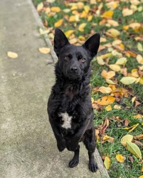 NABOO: DER TRAUMJUNGE