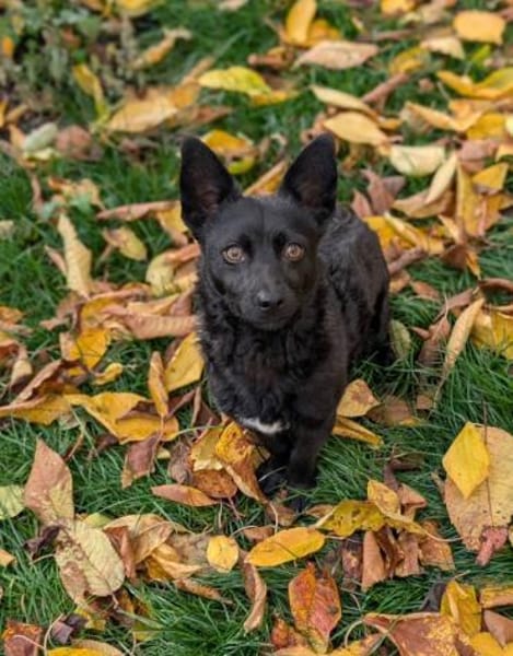 NABOO: DER TRAUMJUNGE