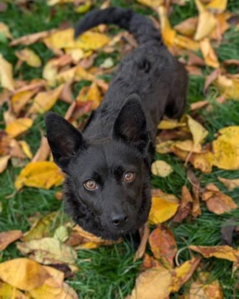 NABOO: DER TRAUMJUNGE