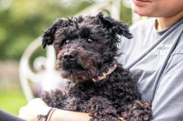 Momo, sanfte Herzensbrecherin, ca. 8 Jah