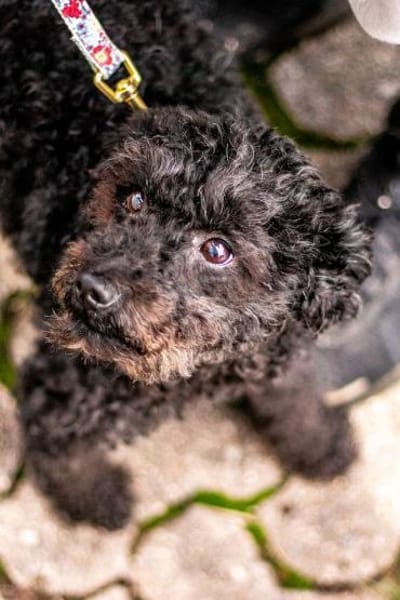 Momo, sanfte Herzensbrecherin, ca. 8 Jah