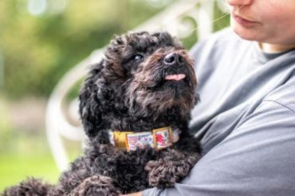 Momo, sanfte Herzensbrecherin, ca. 8 Jah