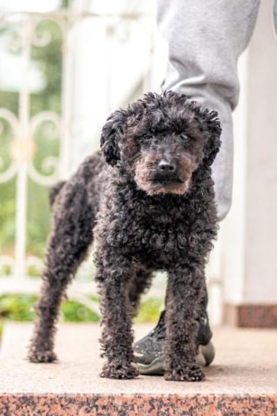 Momo, sanfte Herzensbrecherin, ca. 8 Jah