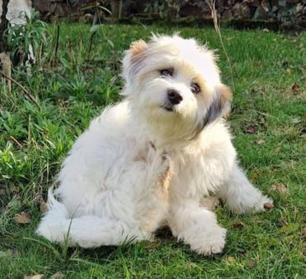 Zuckermaus VIVI sucht ihre Familie