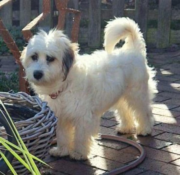 Zuckermaus VIVI sucht ihre Familie