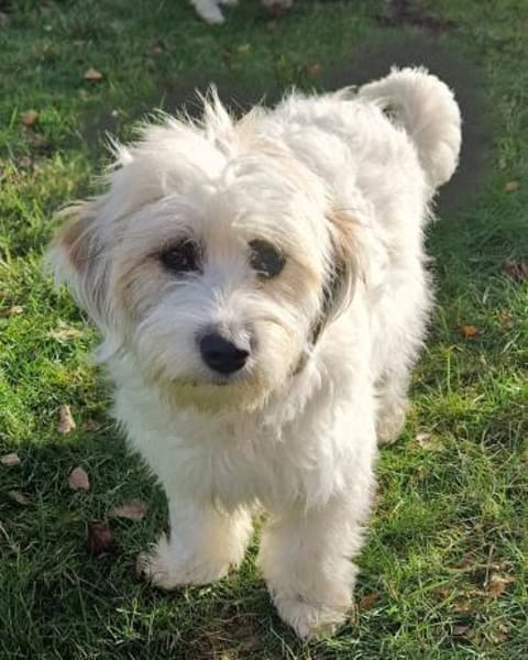 Zuckermaus VIVI sucht ihre Familie