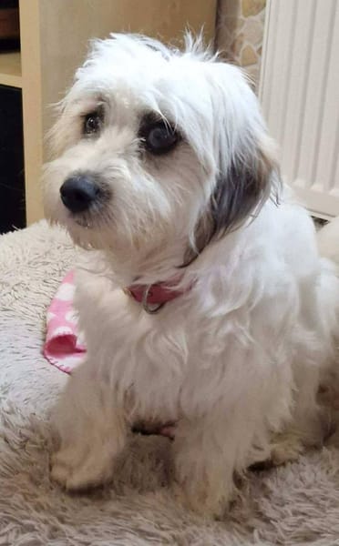 Zuckermaus VIVI sucht ihre Familie