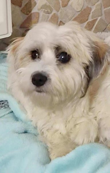 Zuckermaus VIVI sucht ihre Familie