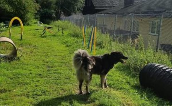 Dean sucht sein Für-Immer-Zuhause