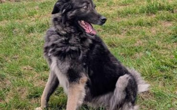 Dean sucht sein Für-Immer-Zuhause