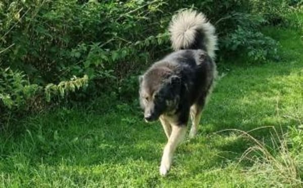 Dean sucht sein Für-Immer-Zuhause