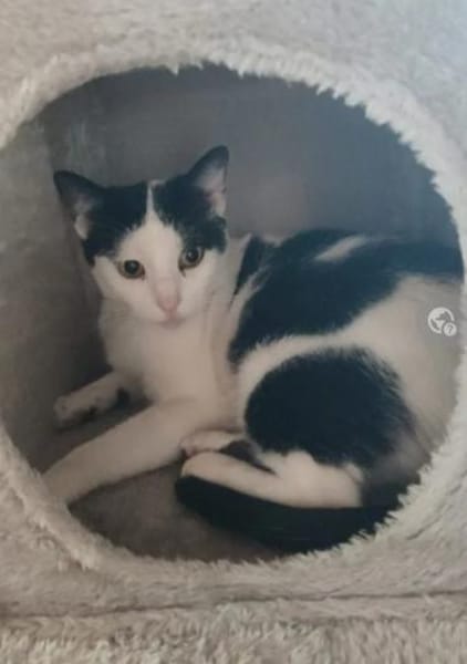 Galaxy  Feines Katzenmädel sucht Familie