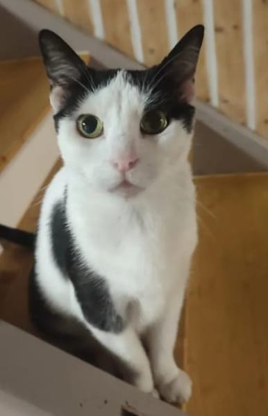 Galaxy  Feines Katzenmädel sucht Familie