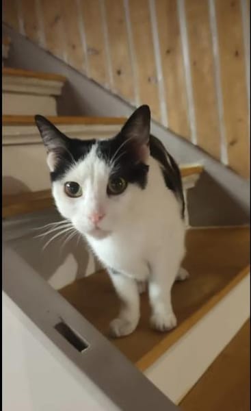 Galaxy  Feines Katzenmädel sucht Familie