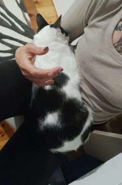 Galaxy  Feines Katzenmädel sucht Familie