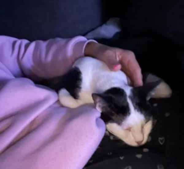 Galaxy  Feines Katzenmädel sucht Familie