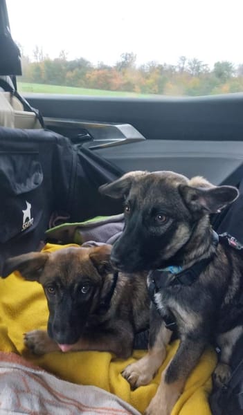 Kuschel Bert sucht seine Menschen