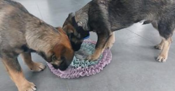 Kuschel Bert sucht seine Menschen