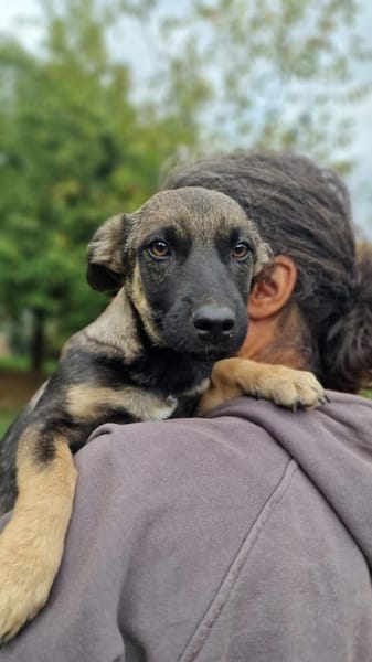 Kuschel Bert sucht seine Menschen
