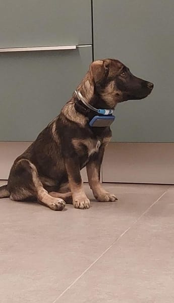 Kuschel Bert sucht seine Menschen