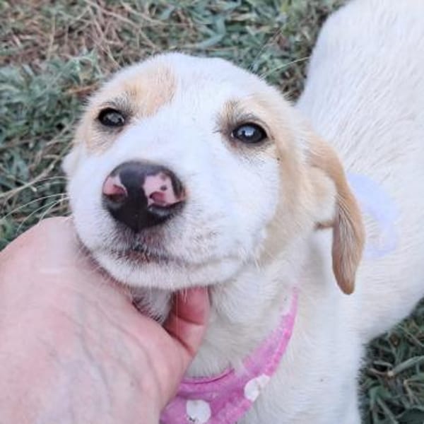 Welpe Marta - Ulknudel - VORGEMERKT