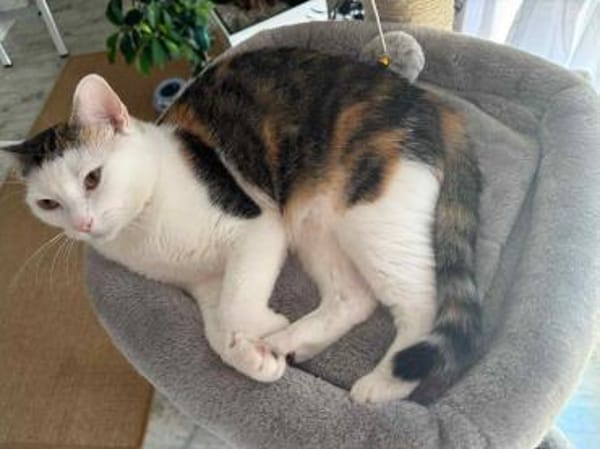 Wundervolle Kisa sucht ihre Familie