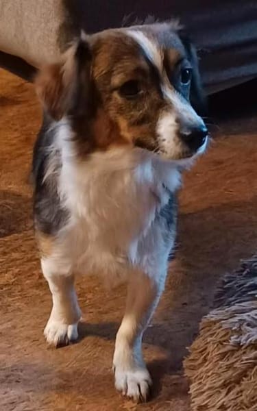 Lilli sucht ihre Familie