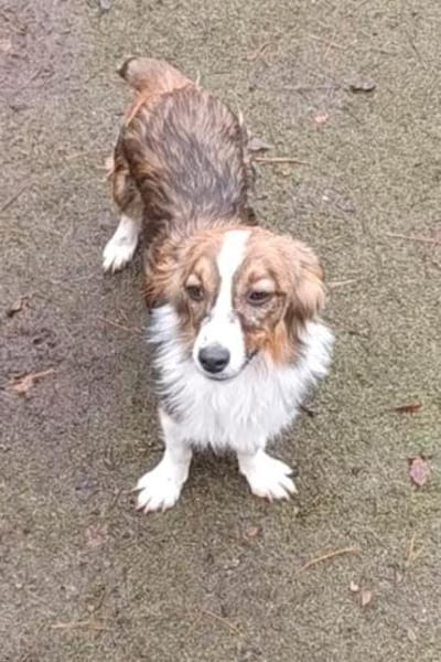 Lilli sucht ihre Familie