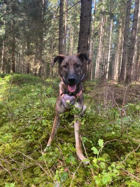 Leyla sucht ein neues Zuhause