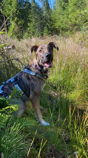 Leyla sucht ein neues Zuhause