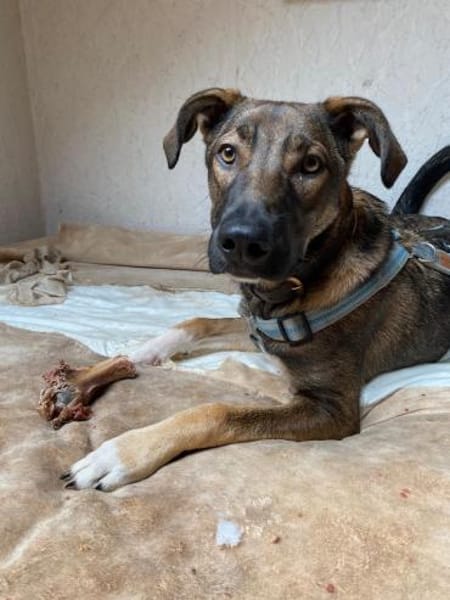 Leyla sucht ein neues Zuhause