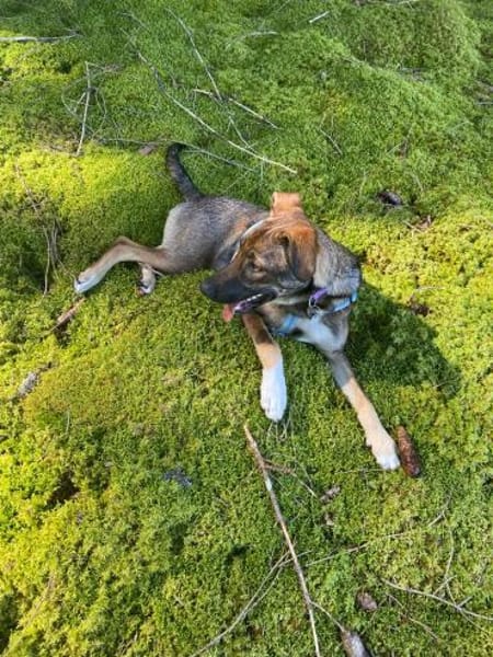 Leyla sucht ein neues Zuhause