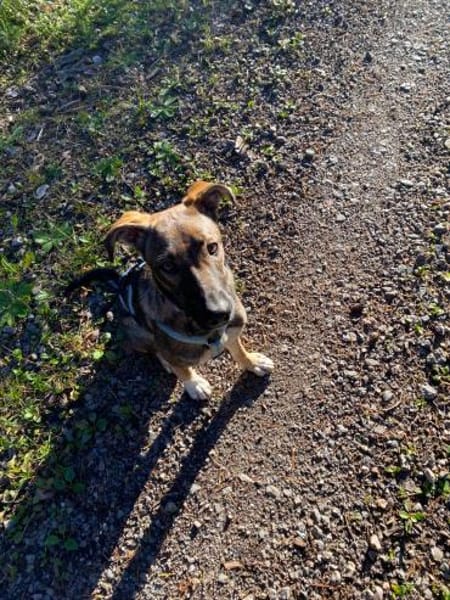 Leyla sucht ein neues Zuhause