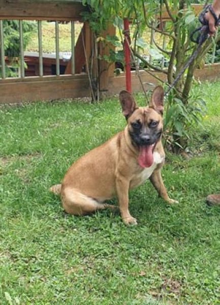 Daisy, temperamentvolle kleine Dame