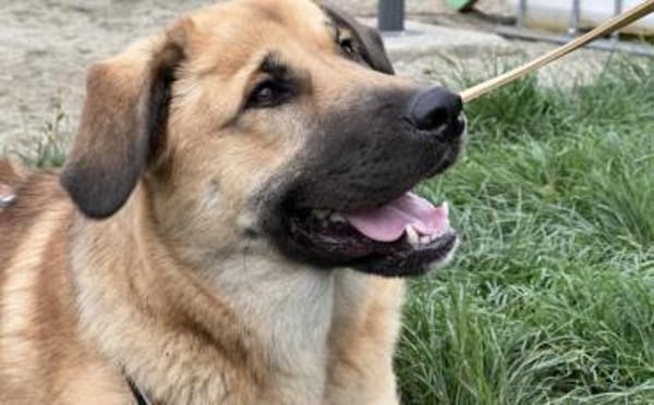 Die tolle Resa wartet auf dich