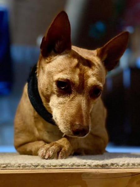 Audrey - wünscht sich Paten