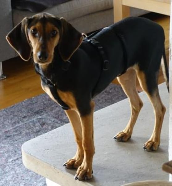 Solen, geb. ca. 04/2025, 79733 Görwihl