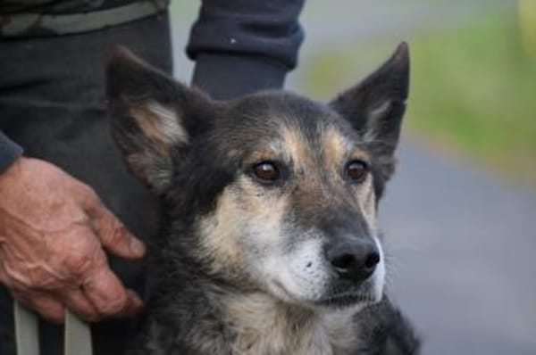 Meto - sehr zutraulich u. verschmust