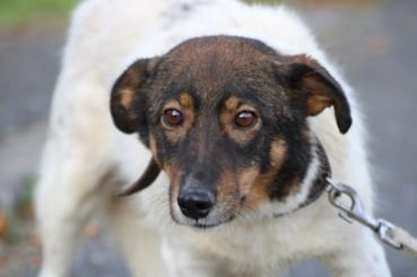 Jojola - zutraulich u. kinderlieb