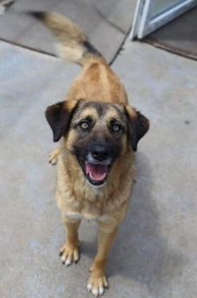 Unkomplizierte Hündin YUKI sucht!