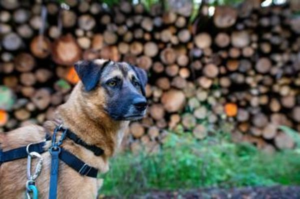 Unkomplizierte Hündin YUKI sucht!