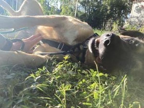 Unkomplizierte Hündin YUKI sucht!