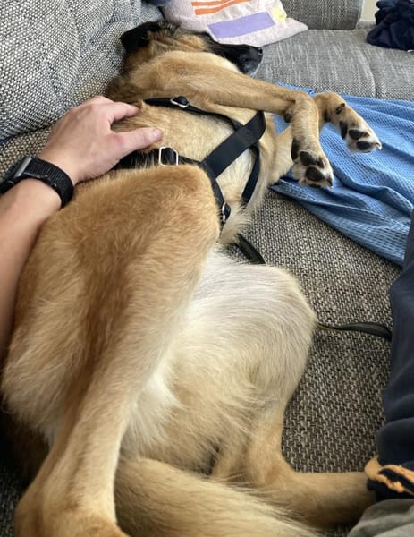 Unkomplizierte Hündin YUKI sucht!