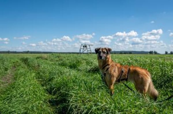 Unkomplizierte Hündin YUKI sucht!