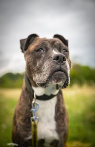 Abby, die gute Seele