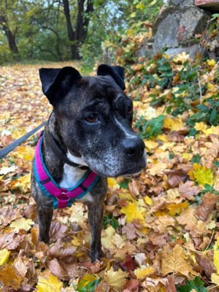 Abby, die gute Seele