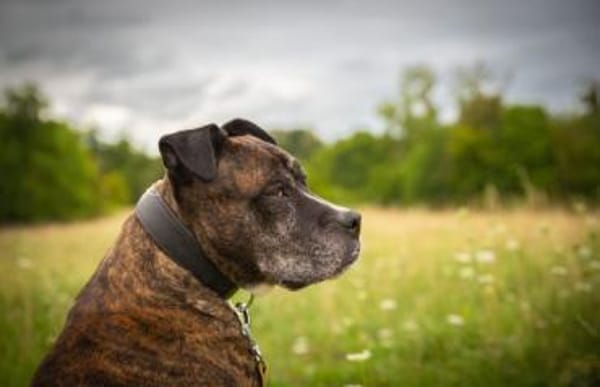 Abby, die gute Seele