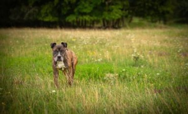 Abby, die gute Seele