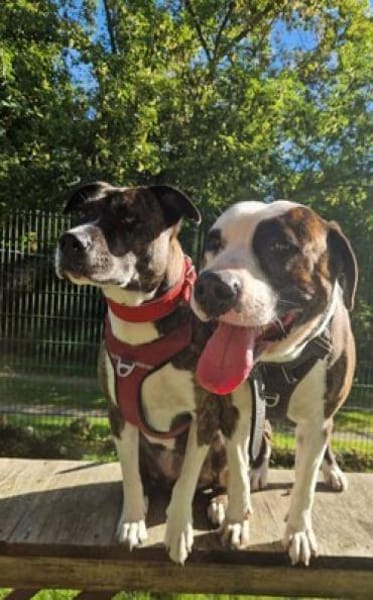 Uschi & Hercules, lustige Geschwister